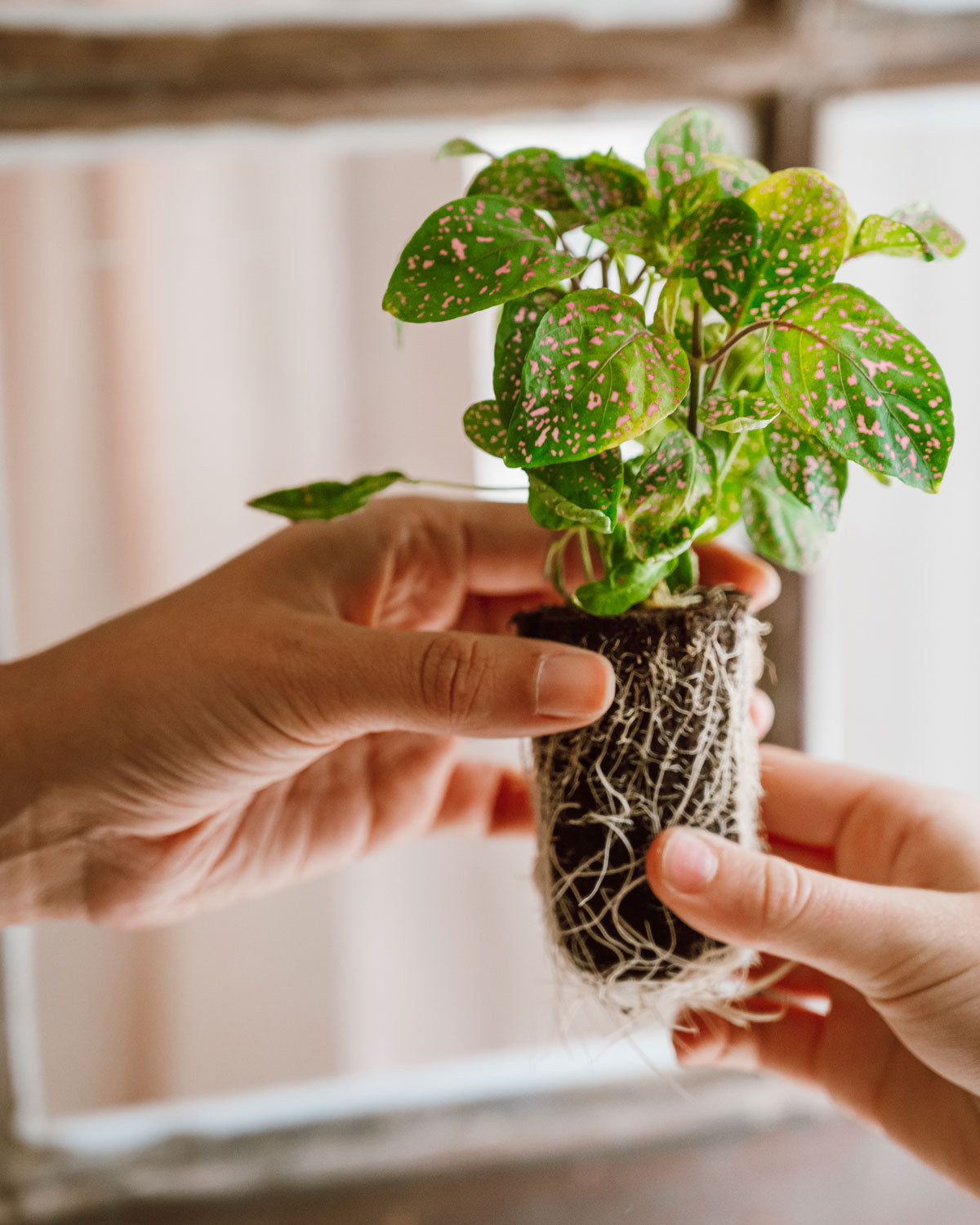 Blumen und Pflanzensetzlinge für Balkon und Garten