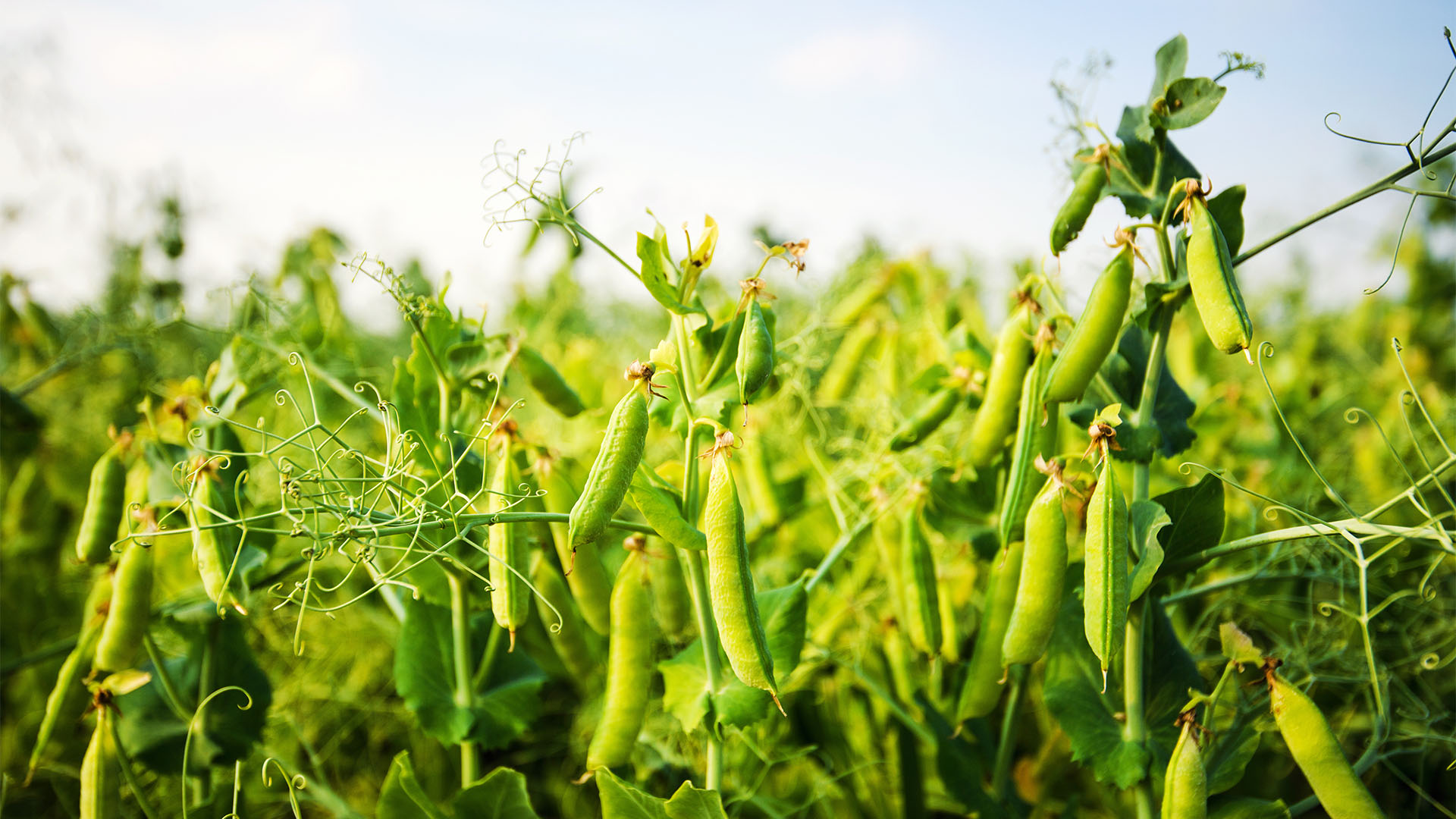 Erbsenanbau – Rohstoff für FIPEA®