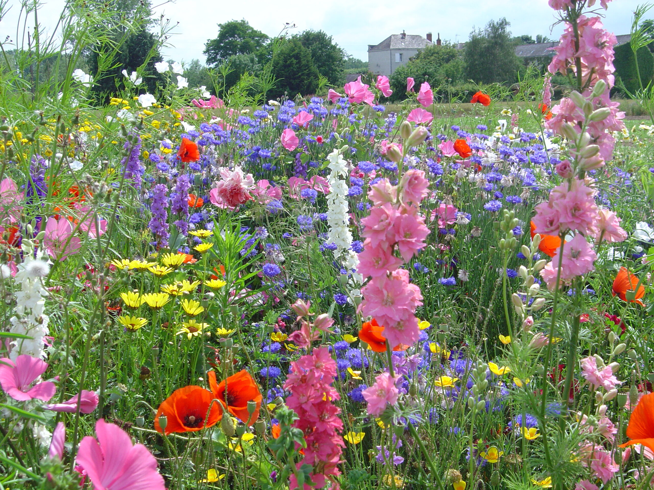 Blumenwiese – Natur pur für den Garten