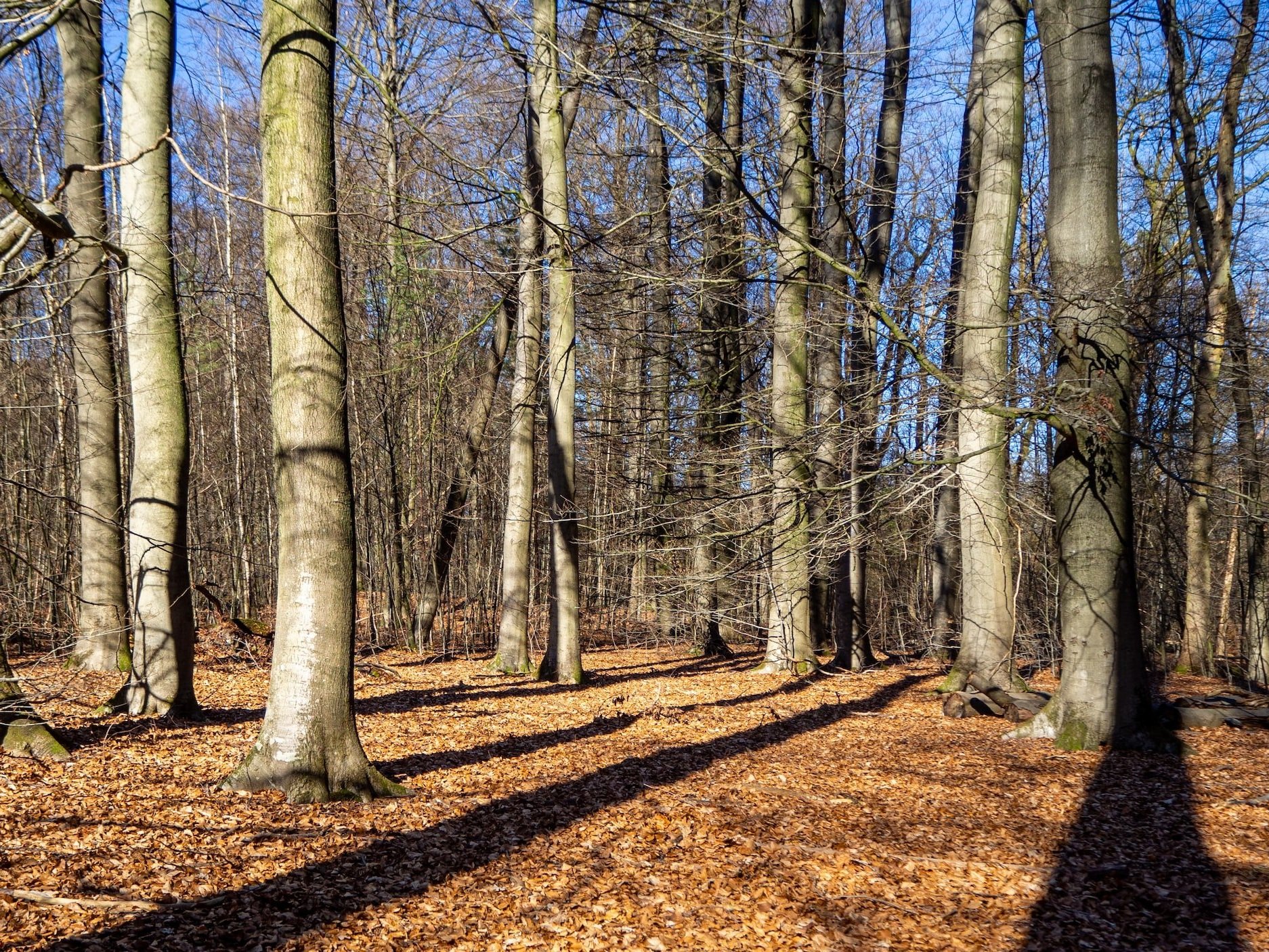 Forest in the catchment area of the site