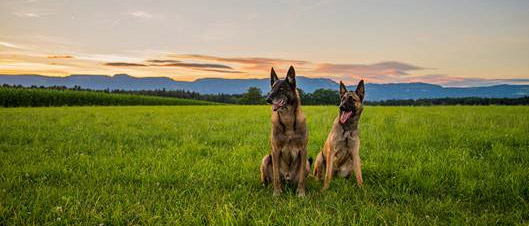 Einsatz von Schimmelspürhunden