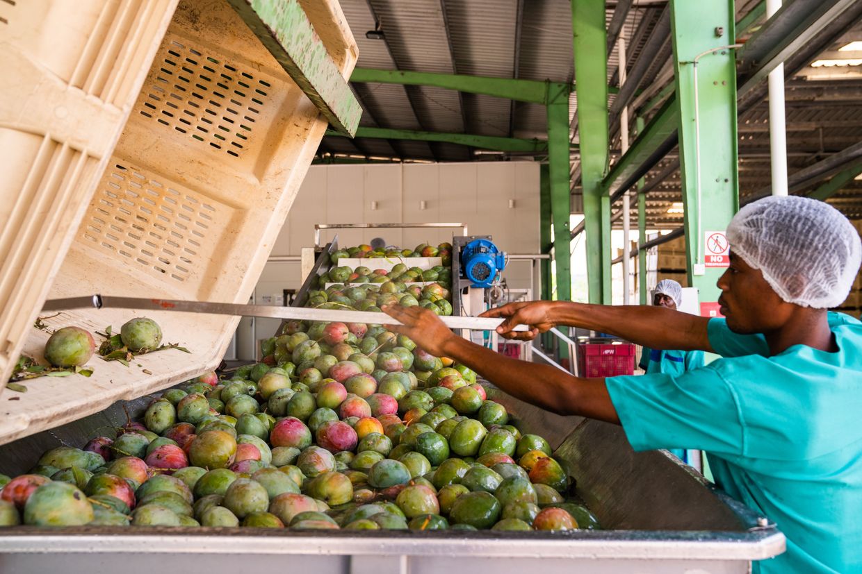 Verarbeitung frisch gereifter Früchte bei HPW Ghana