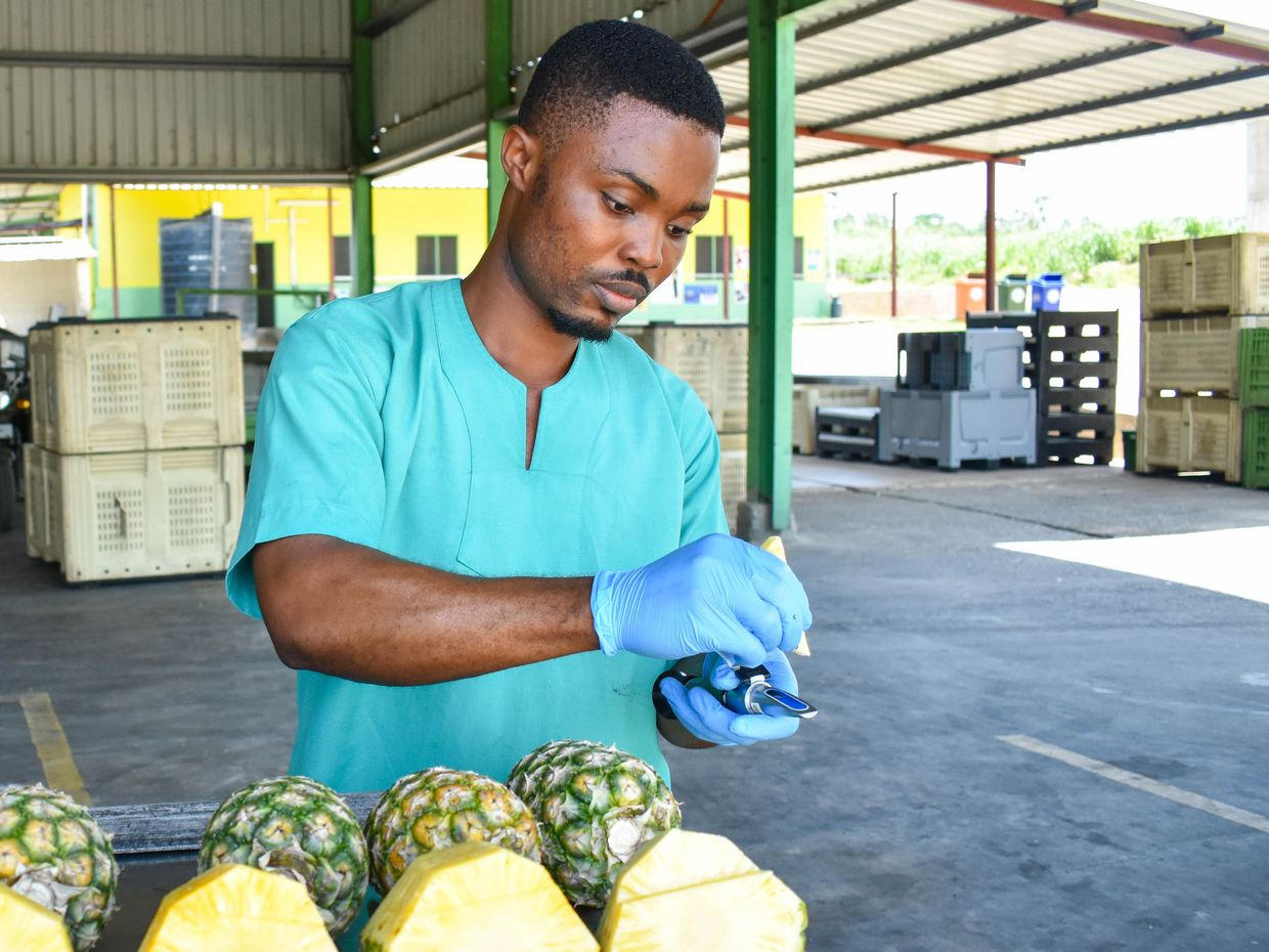 Qualitätskontrolle frischer Ananas
