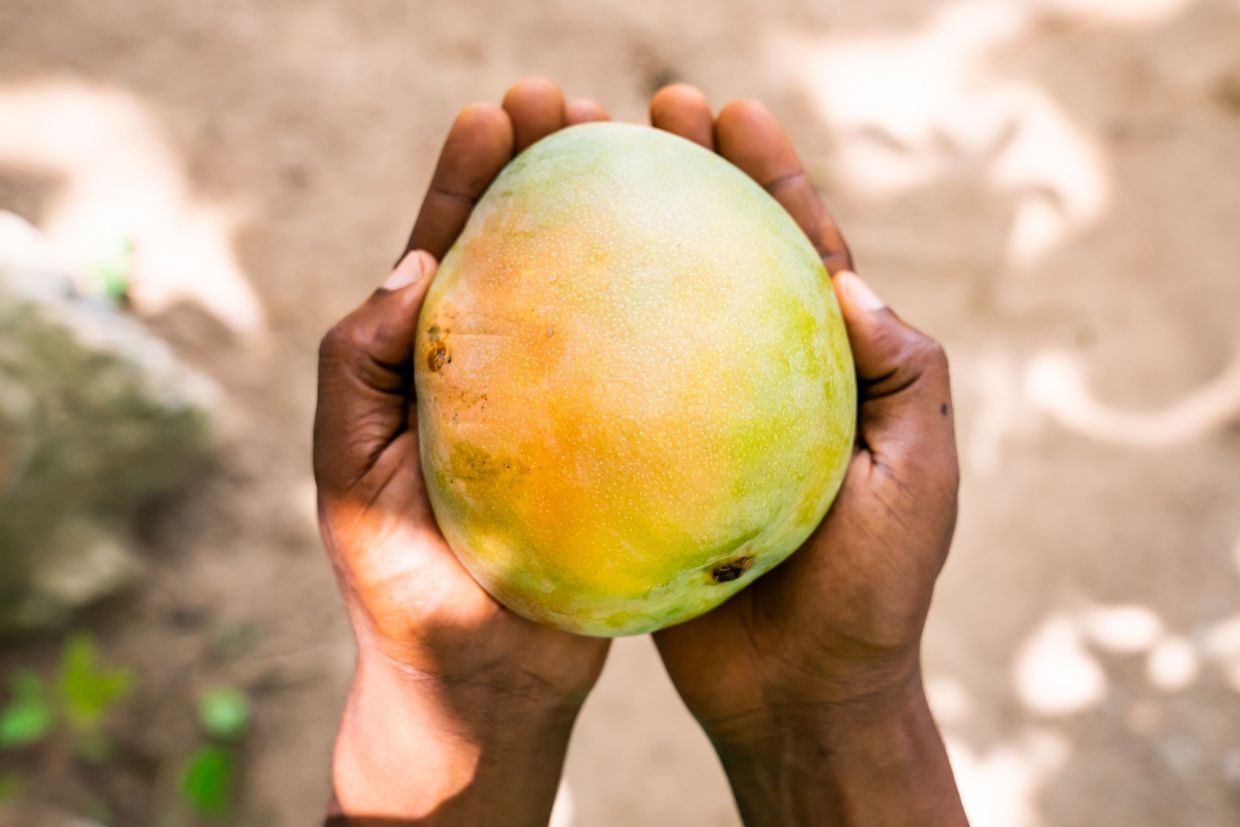 Frische Mango (Rohstoff)