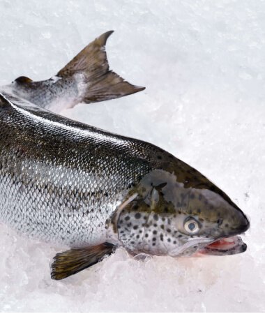 Ganzer frischer Atlantischer Lachs