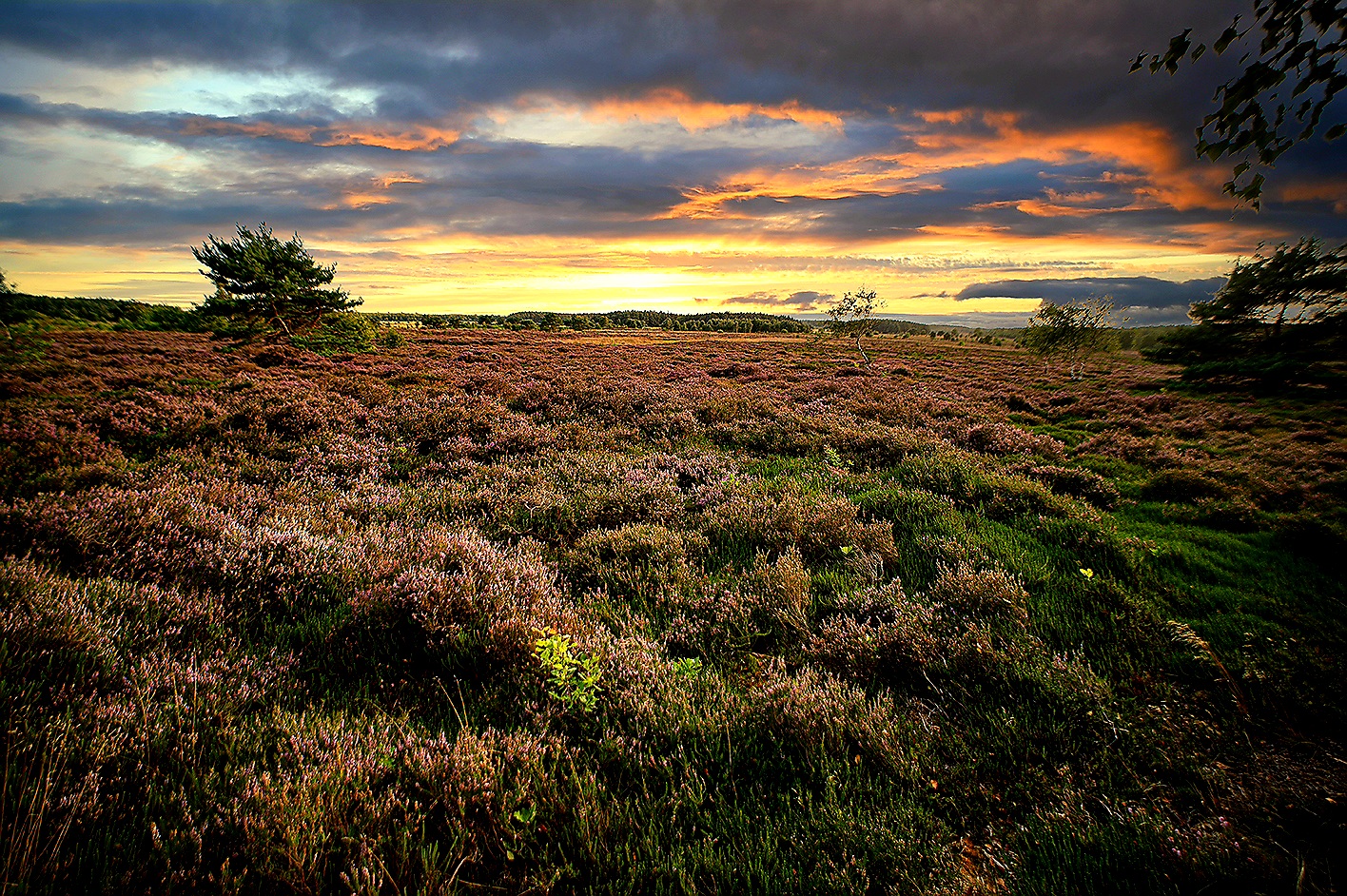 Naturfoto des Monats Oktober 2026 (Georg Wietschorke)
