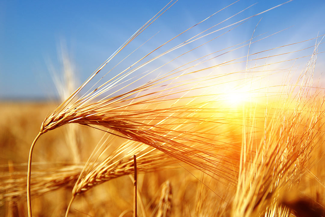 Anwendung Lebensmittel & Landwirtschaft
