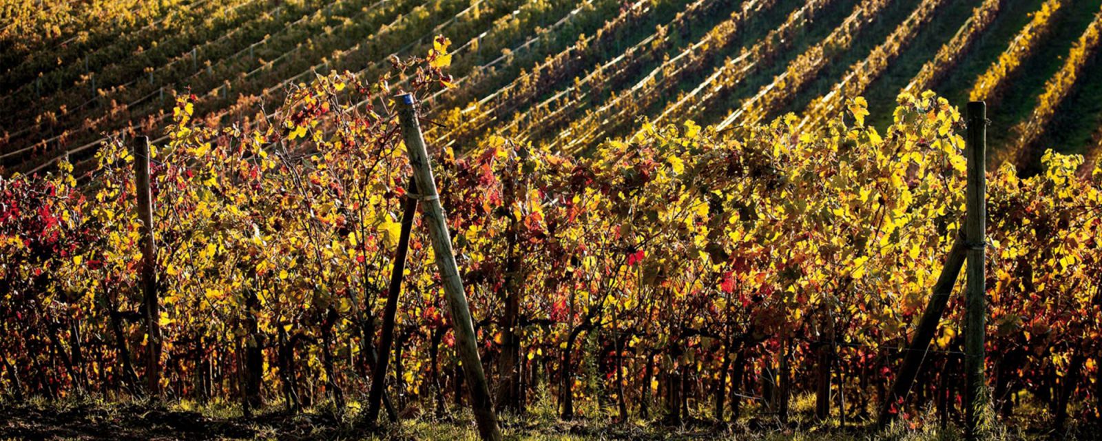 Weingut Borgo Scopeto