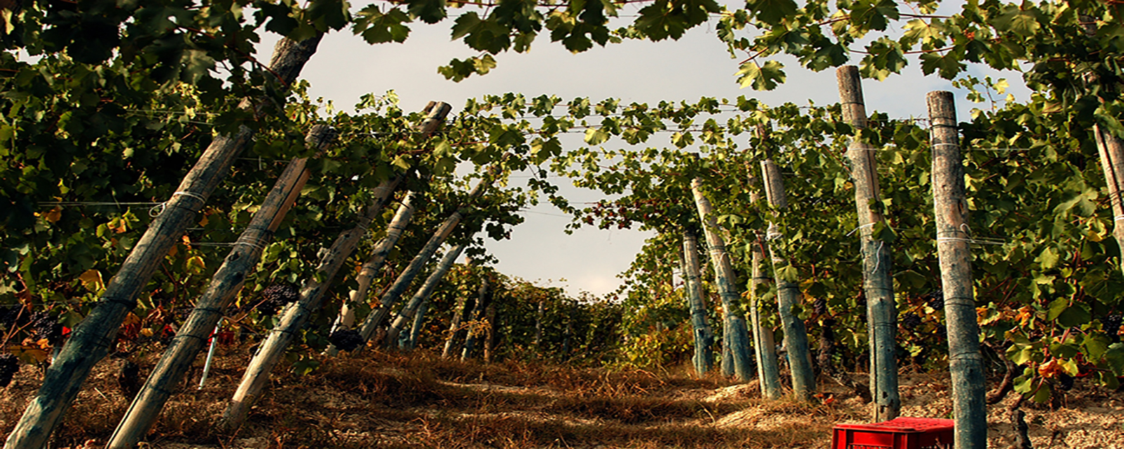 Weingut Ratti