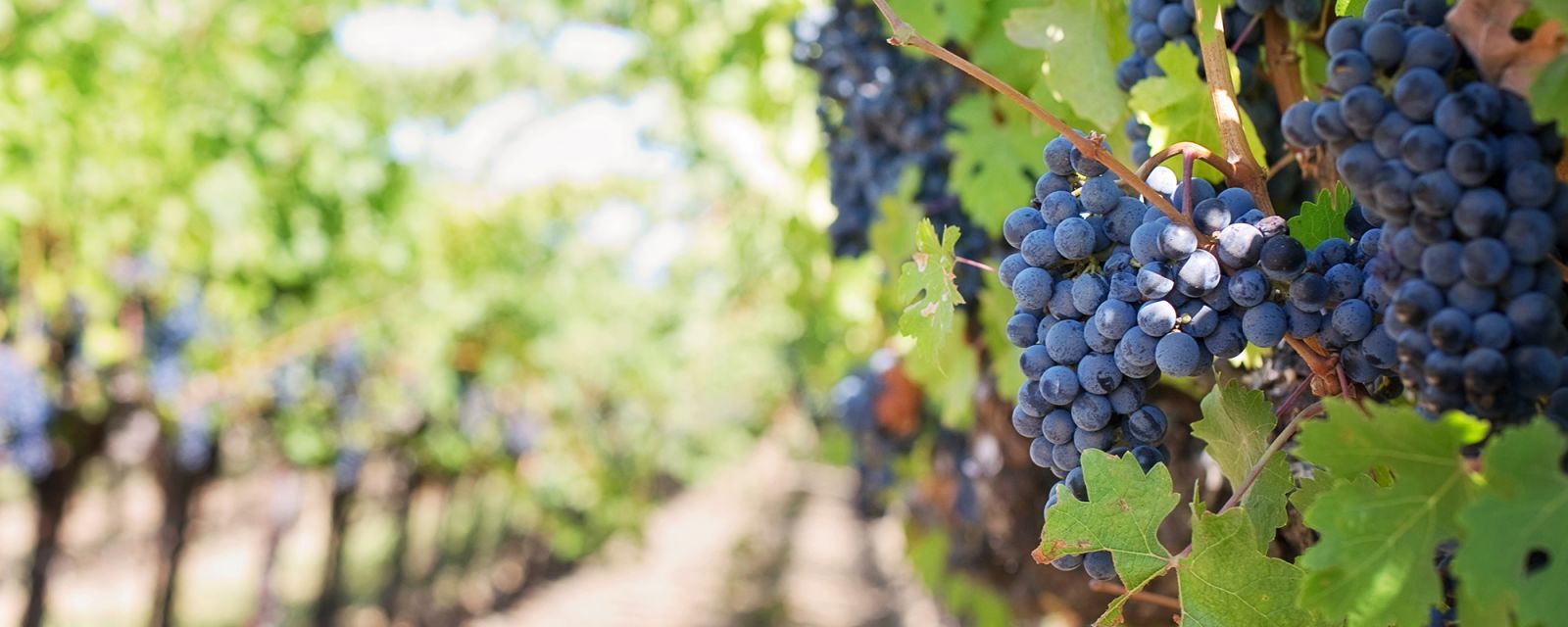 Weingut Rallo