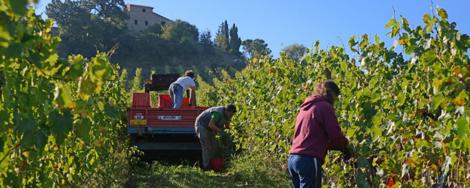 Weingut Salcheto