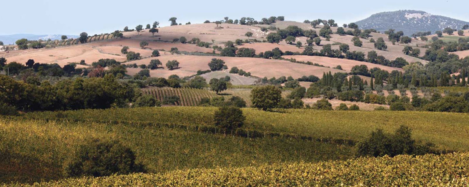 Weingut Doga delle Clavule
