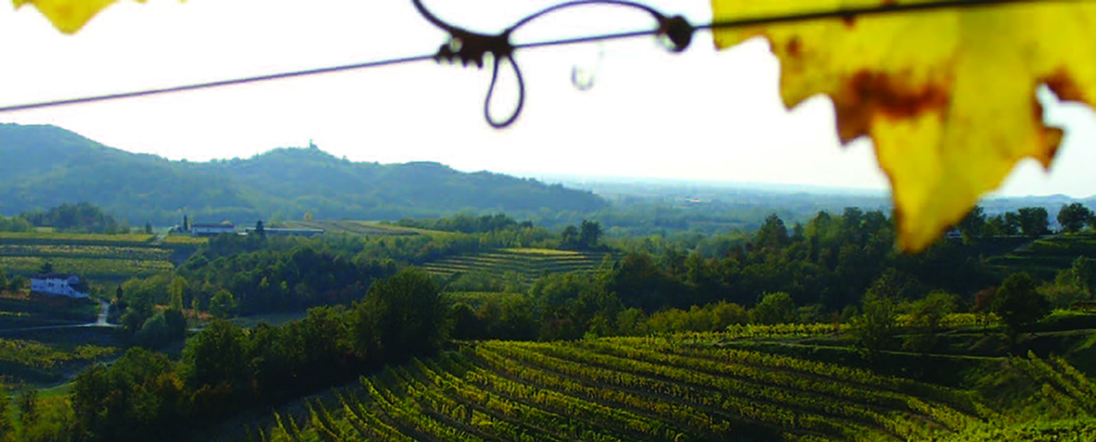 Weinberg im Collio