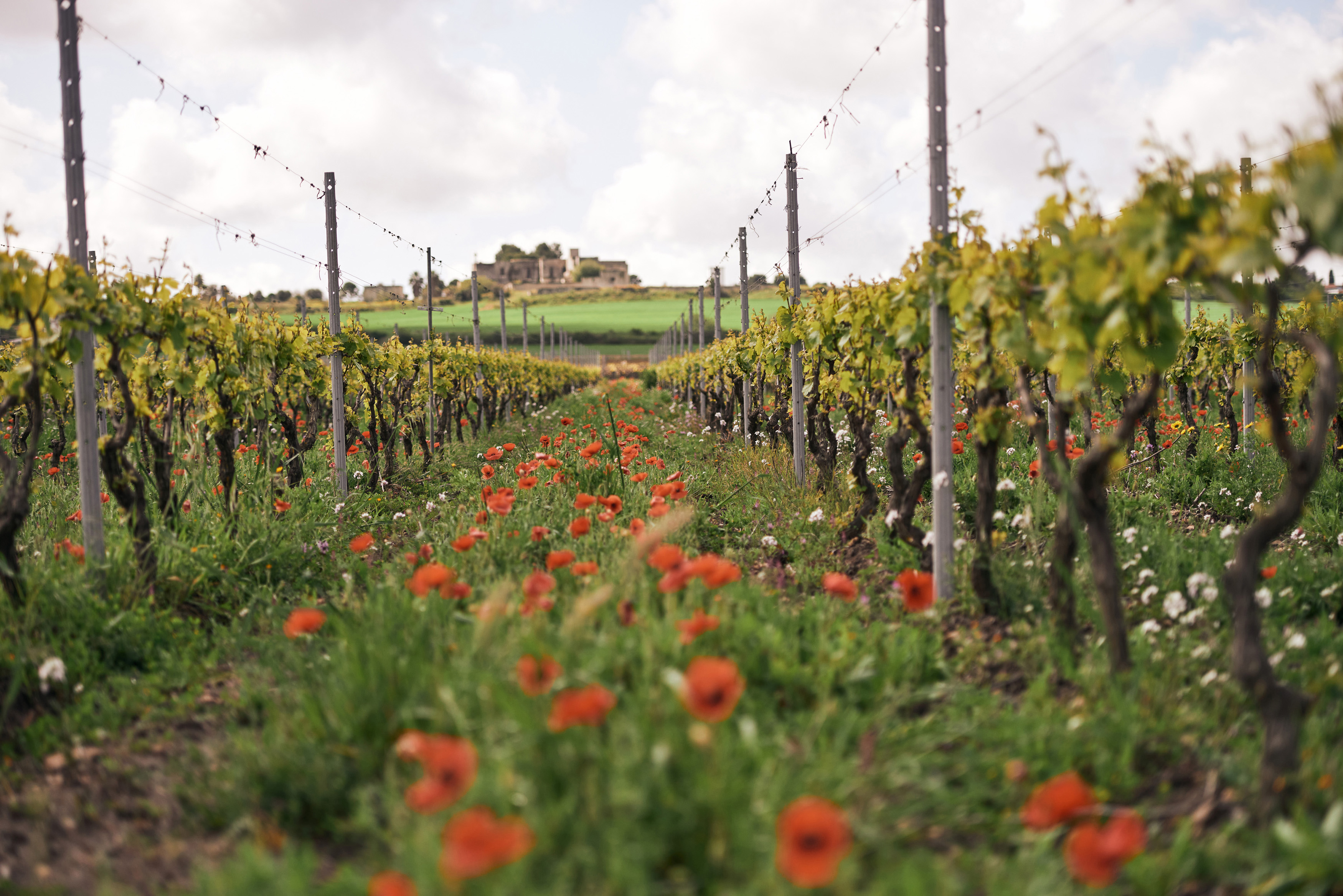 Weingut Giustini