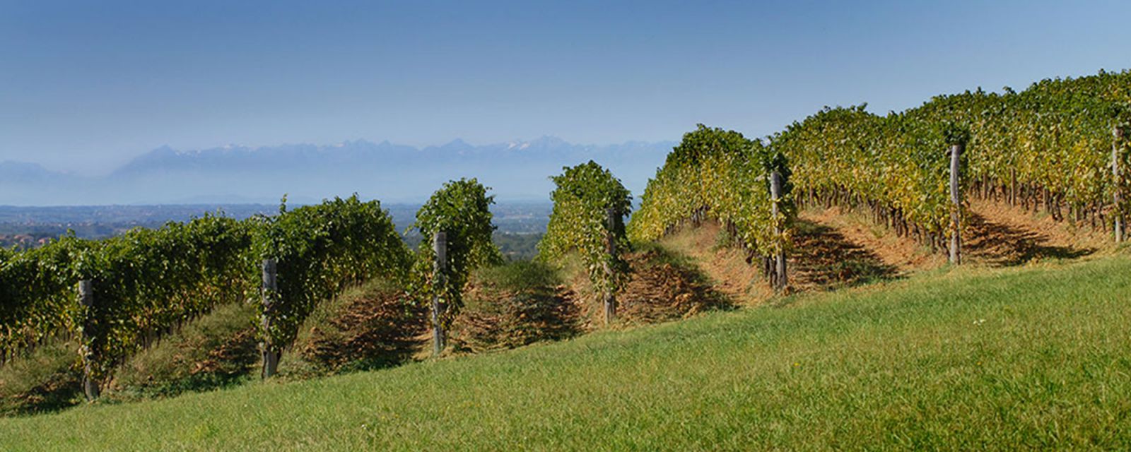 Weingut Castellari Bergaglio