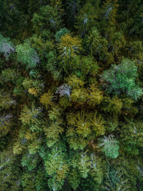Forestry Management