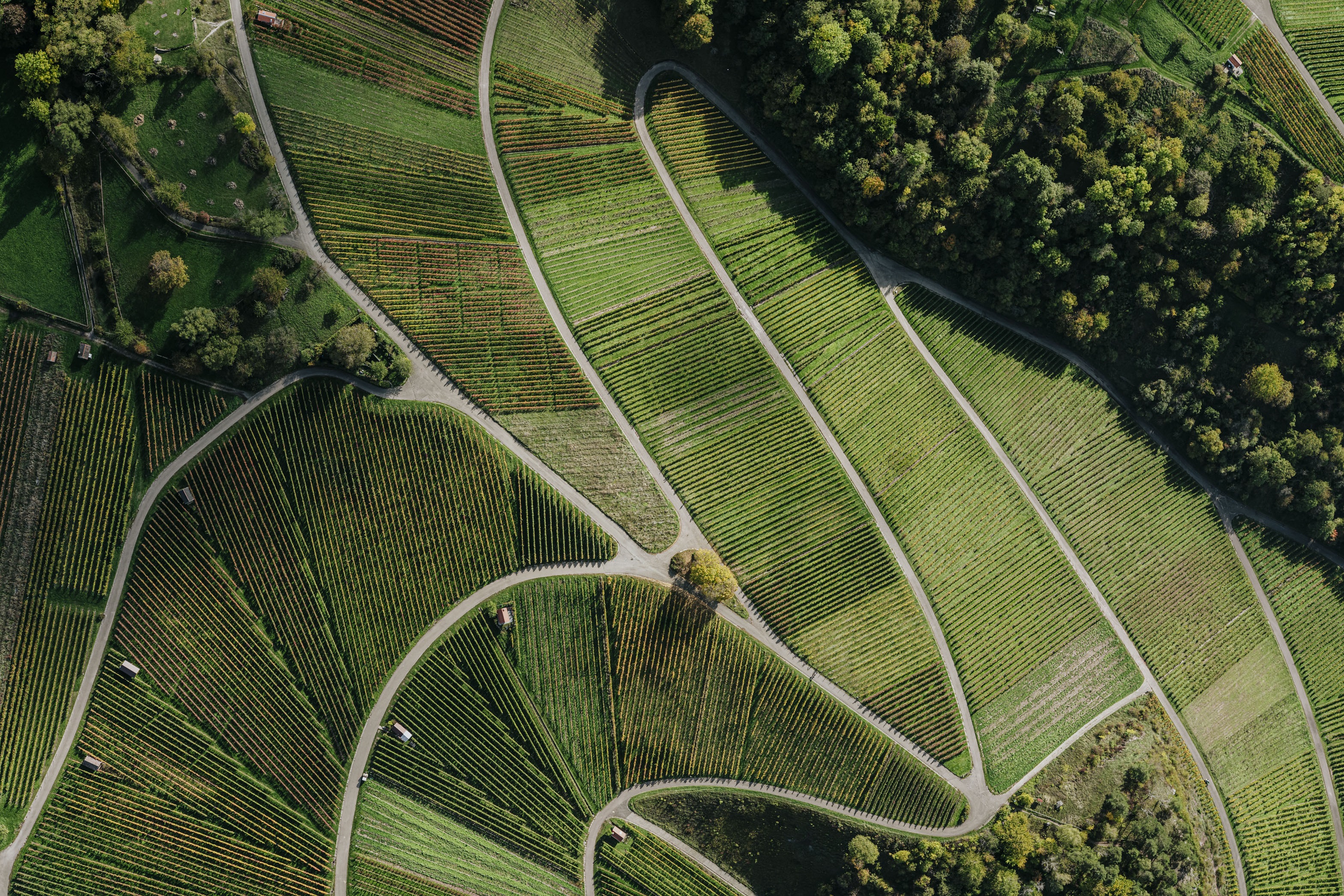 Vineyards in Beutelsbach