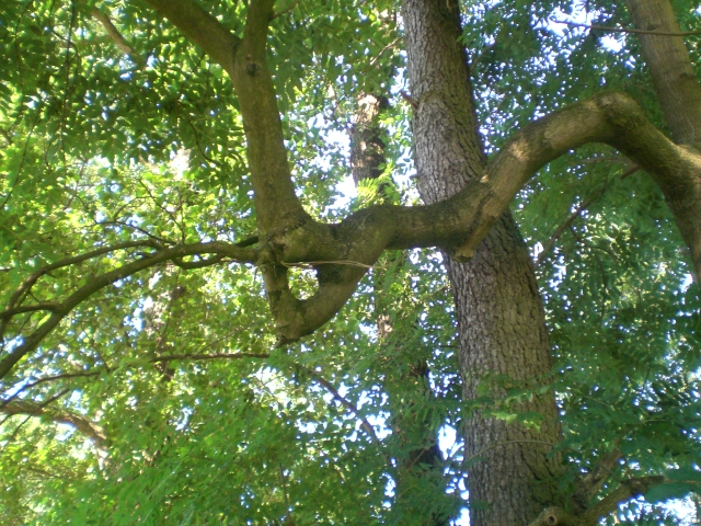 Tree inspection