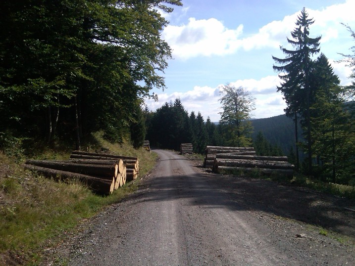 Forest planning