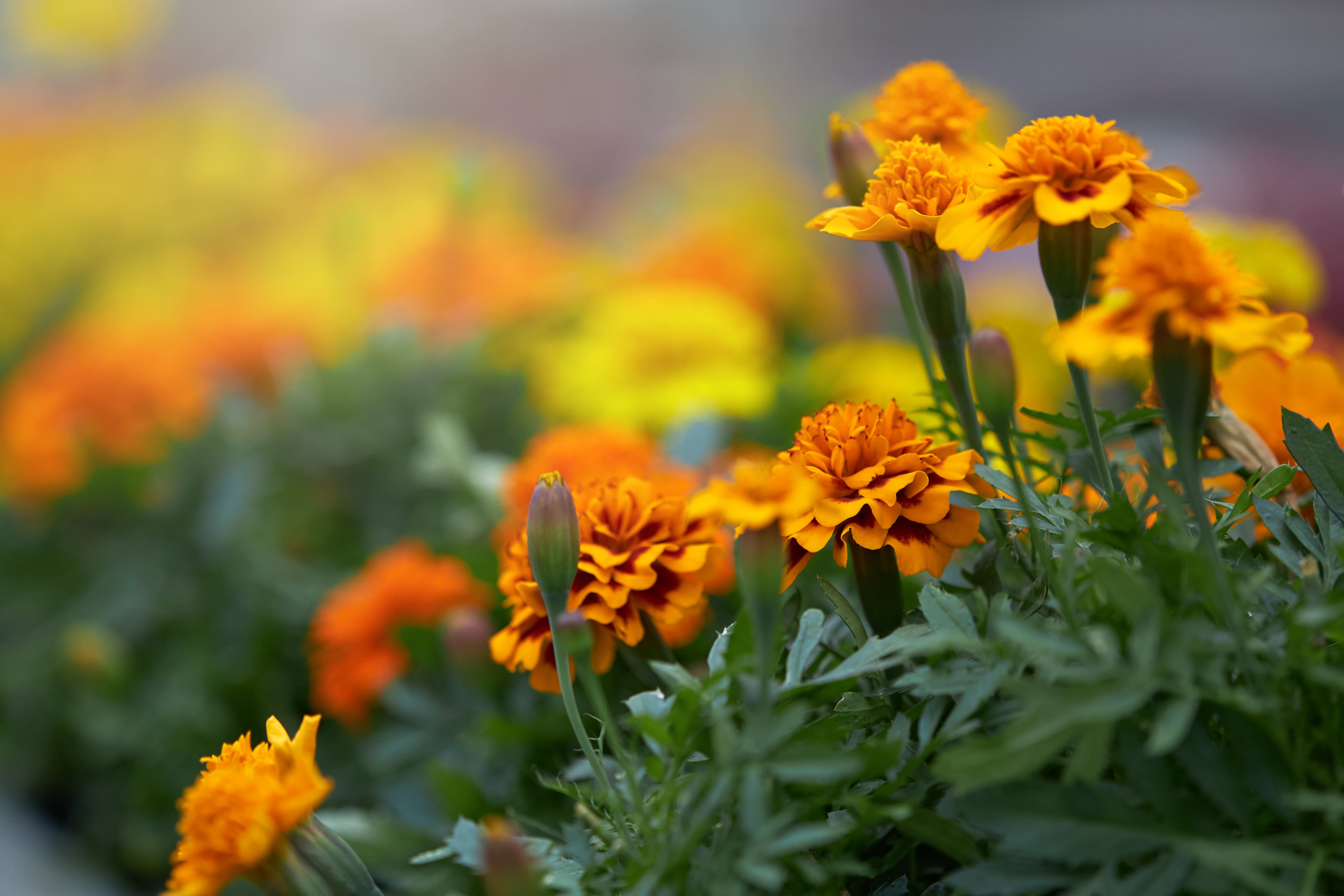 MaQxan 204 – Lutein & Zeaxanthin