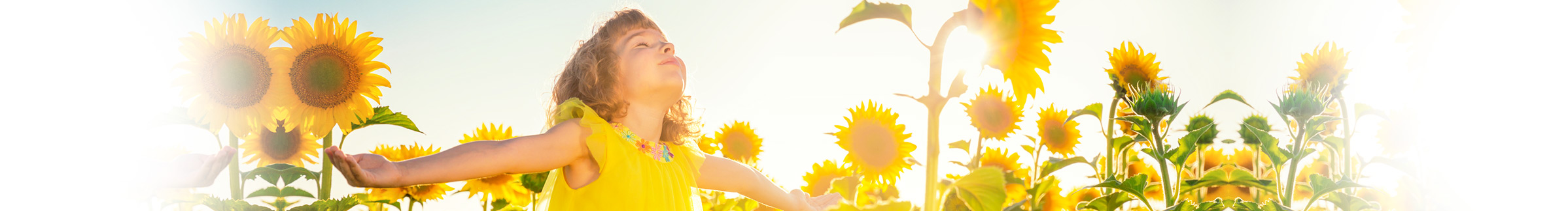 Unternehmensdarstellung Feld mit Sonnenblumen