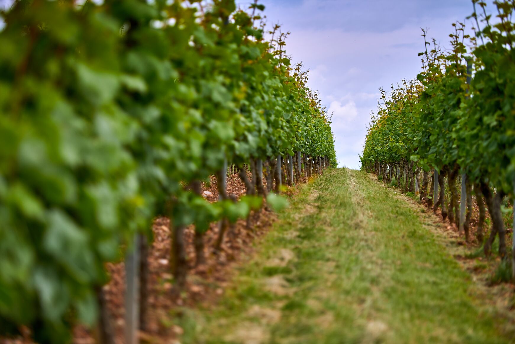 Dachsberg Weinberg