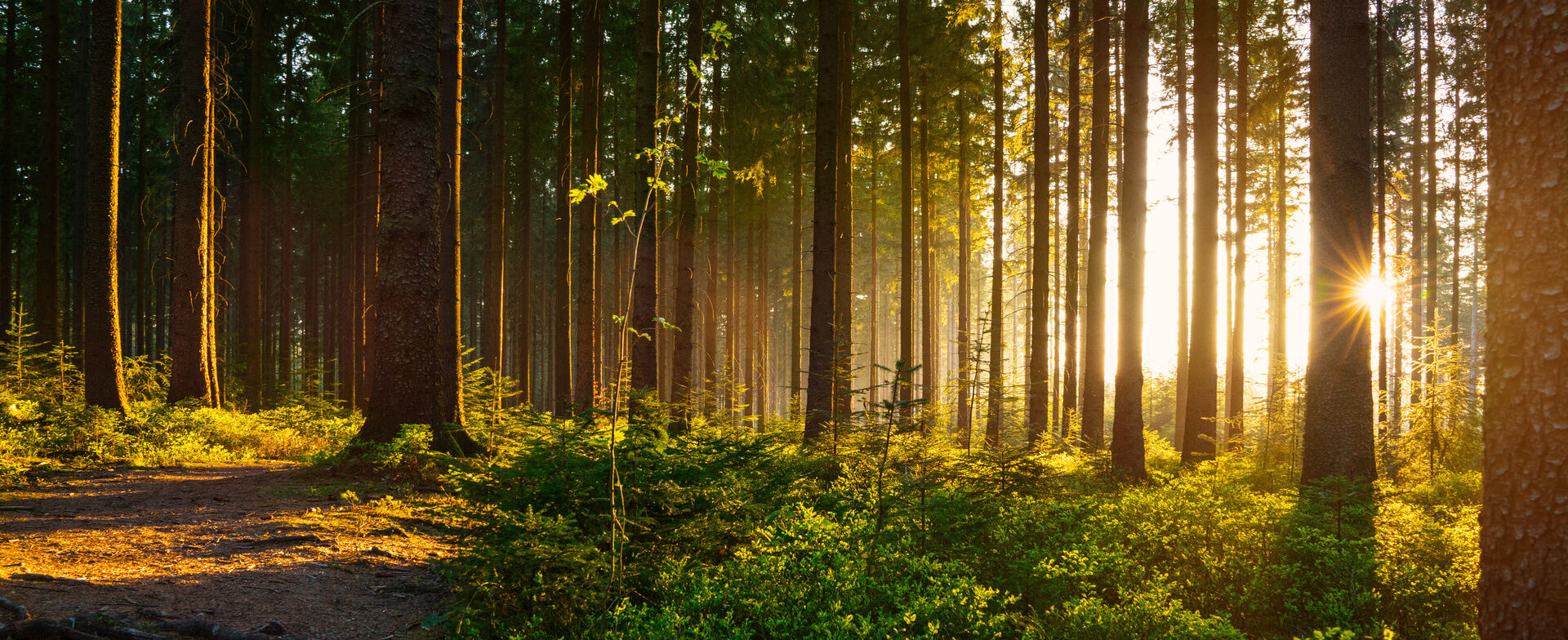 Pieper Holz – Fertigung