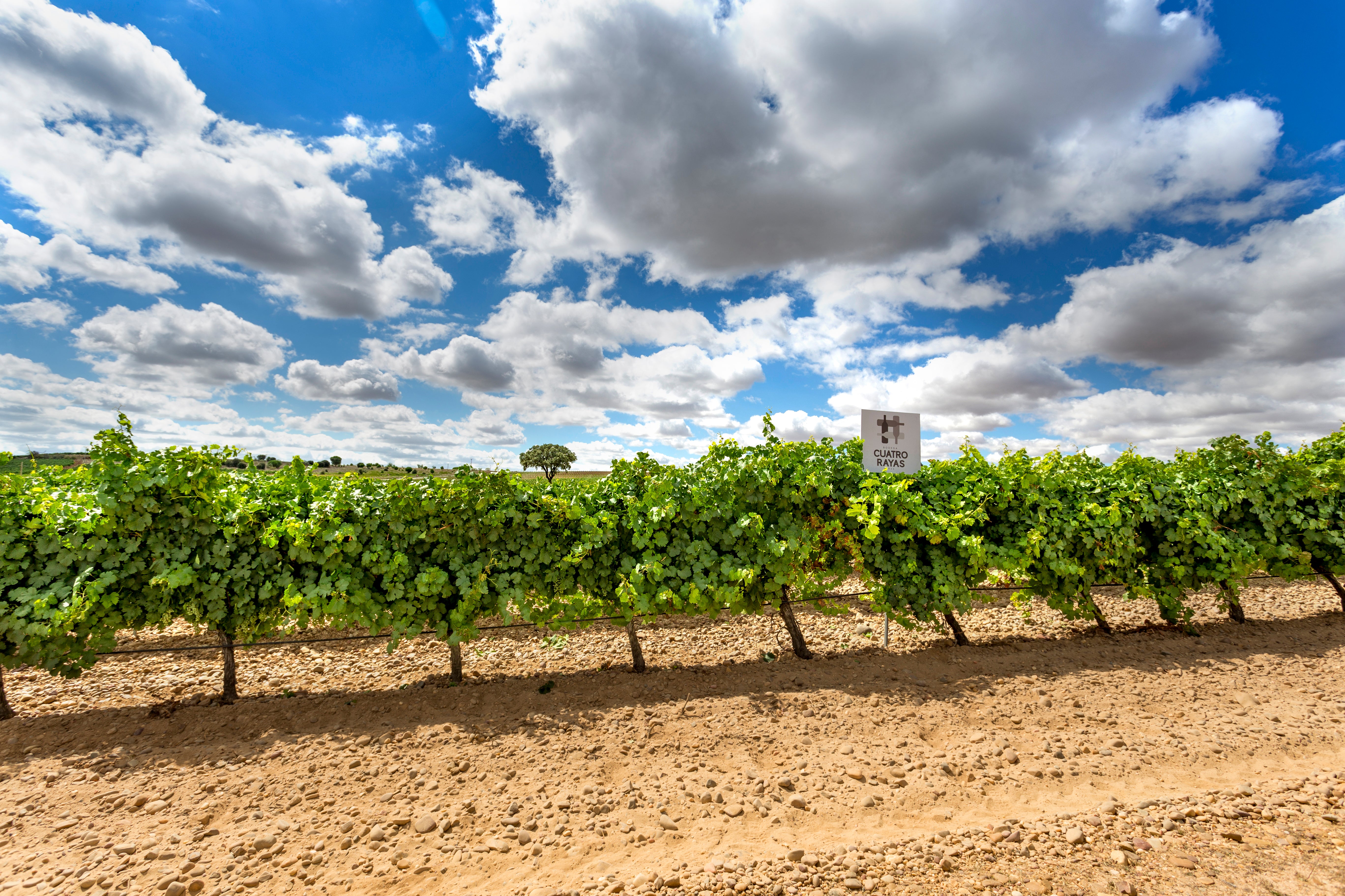 Bodega Cuatro Rayas – Weingut des Jahres