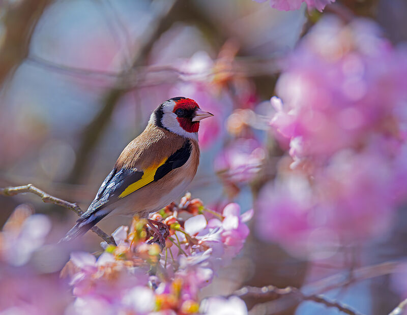 Vogelschutzglas – von der American Bird Conservancy zertifiziert