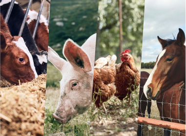Futtermittel für Rind, Schwein, Geflügel und Pferd
