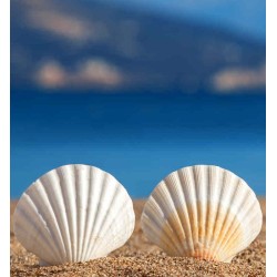 Shell PANOLIN S4 Gear EAL