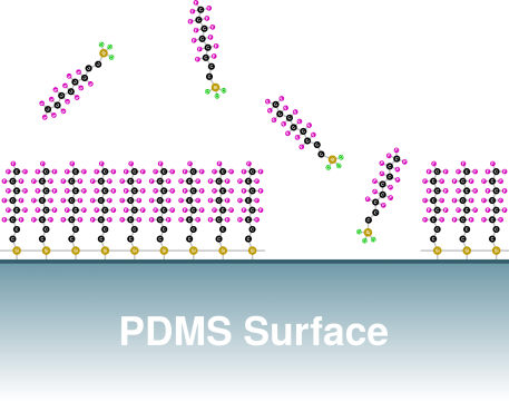 Oberflächenbehandelter PDMS-Mikrostruktur-Chip