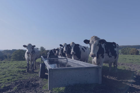 Tränkewasserdesinfektion Landwirtschaft