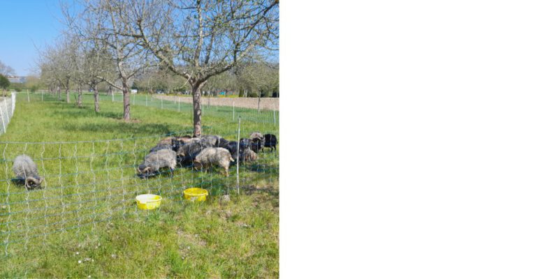 Zwergschafe beweiden die Obstwiesen der Mosterei