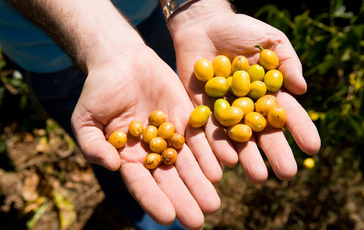 Ernte auf der Plantage
