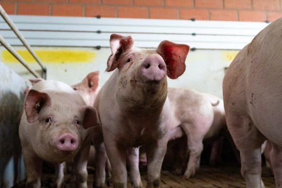 Schweinehaltung – Kernbereich der Vermarktung