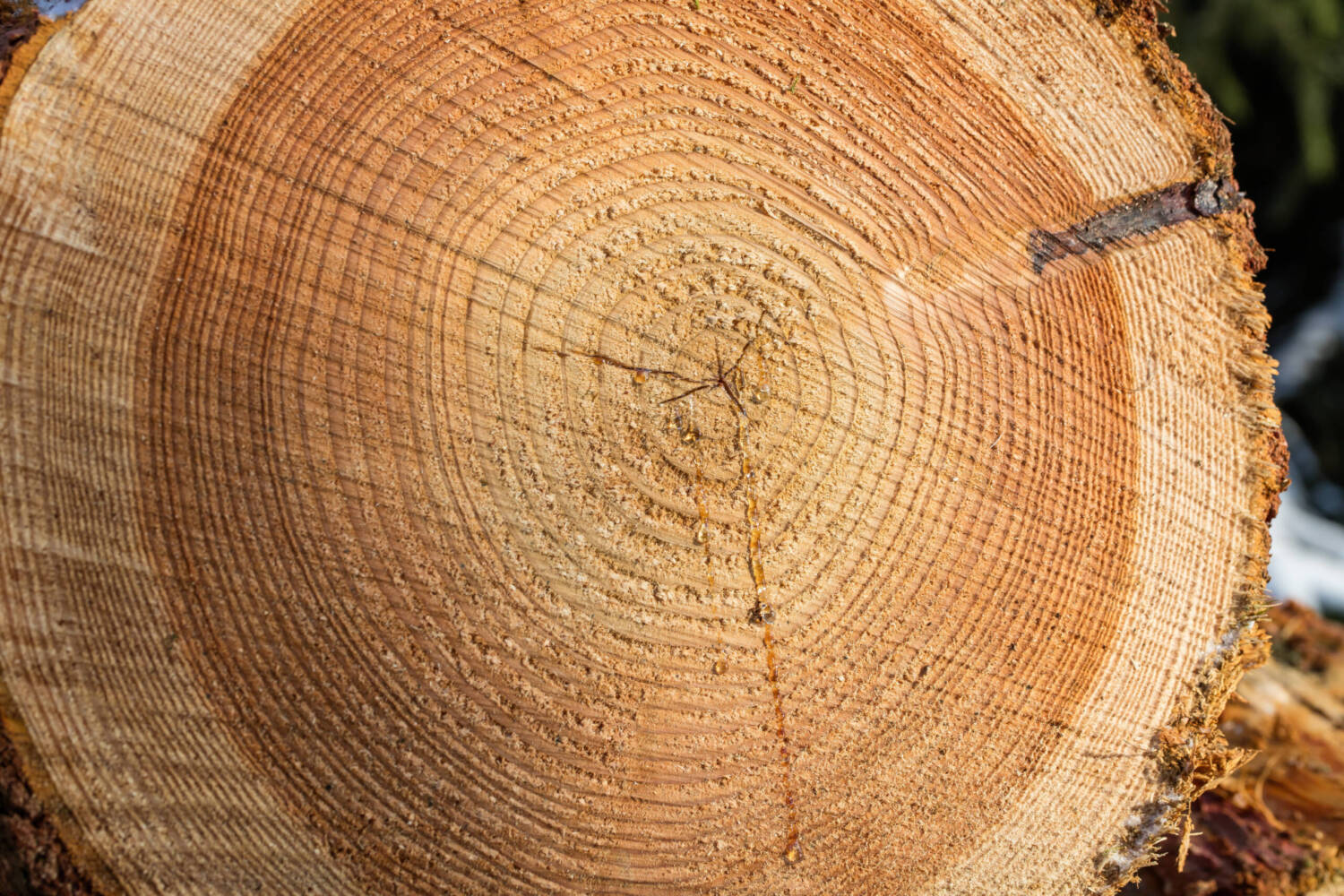 Holzverarbeitung im Betrieb