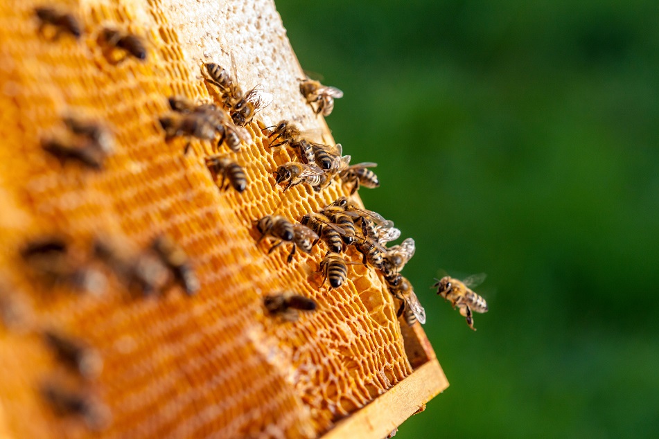 Rähmchen mit Bienen