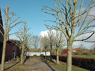 Gartendienste (Verhardung, Bepflanzung, Pflege)