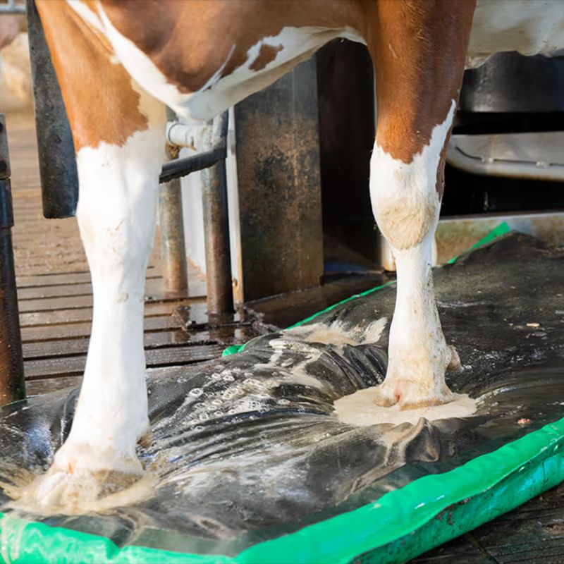 Desinfizierende Klauenmatte MS-Autohoof-Clean