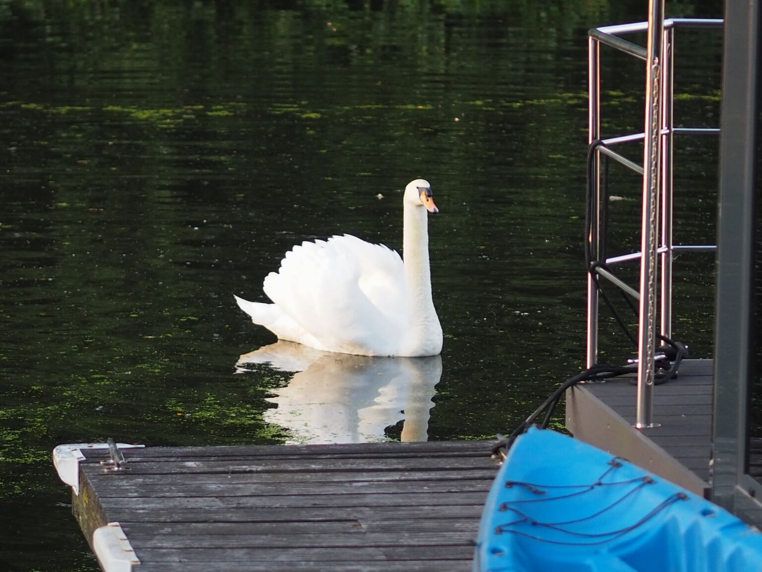 Schwäne an den Hausbooten