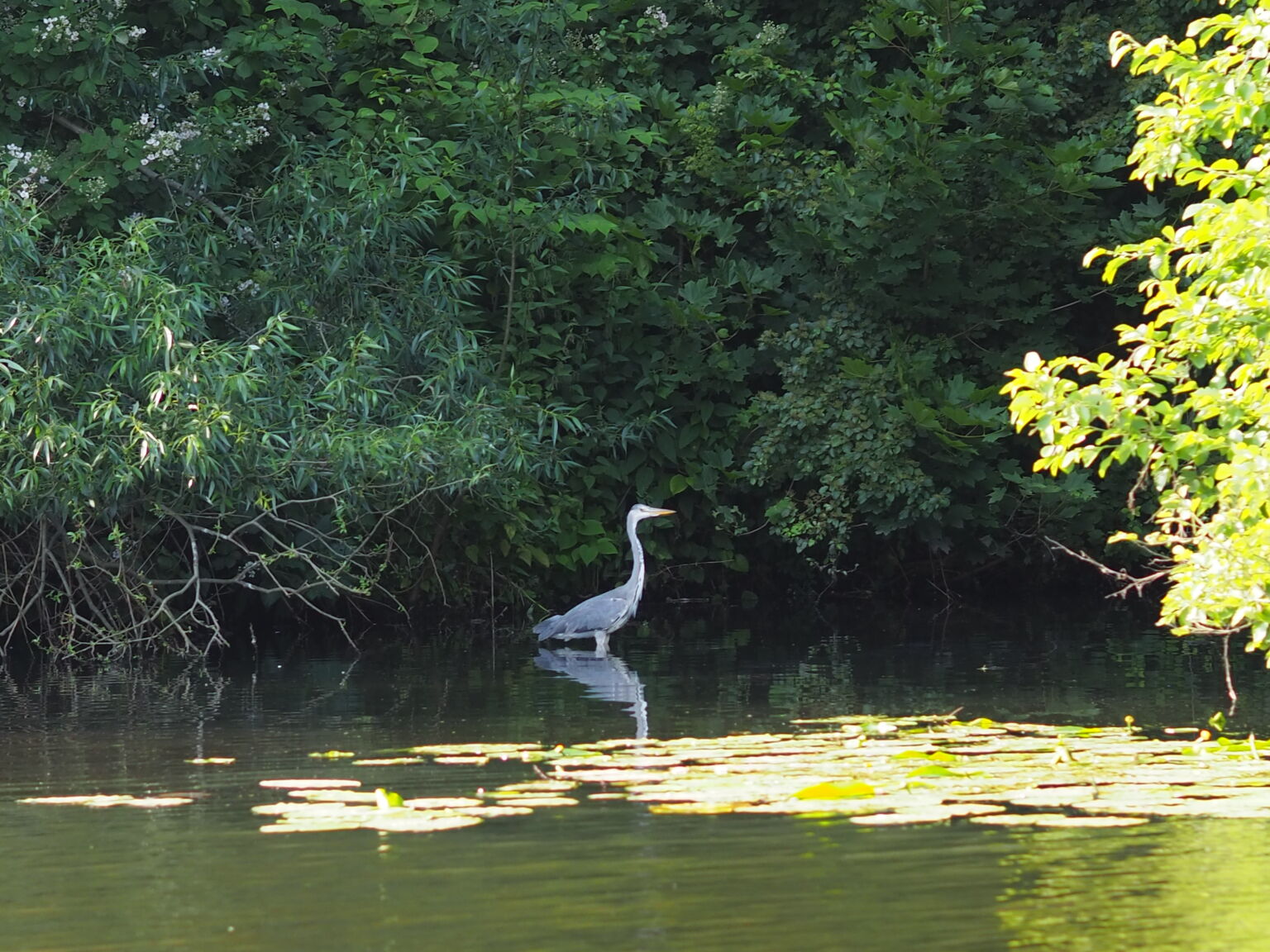 Wasservögel am Fluss Bille