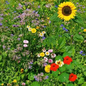 Edible Flower Seeds Mix
