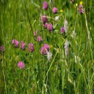 1kg Red Clover Seed Mix