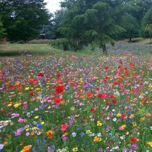 5kg Wildflower Seeds Quality (26 Arten)
