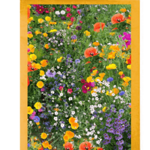 500 Wildflower Seeds Wedding Gifts