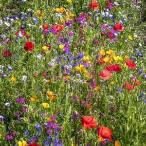 21-Arten-Wildblumenmischung