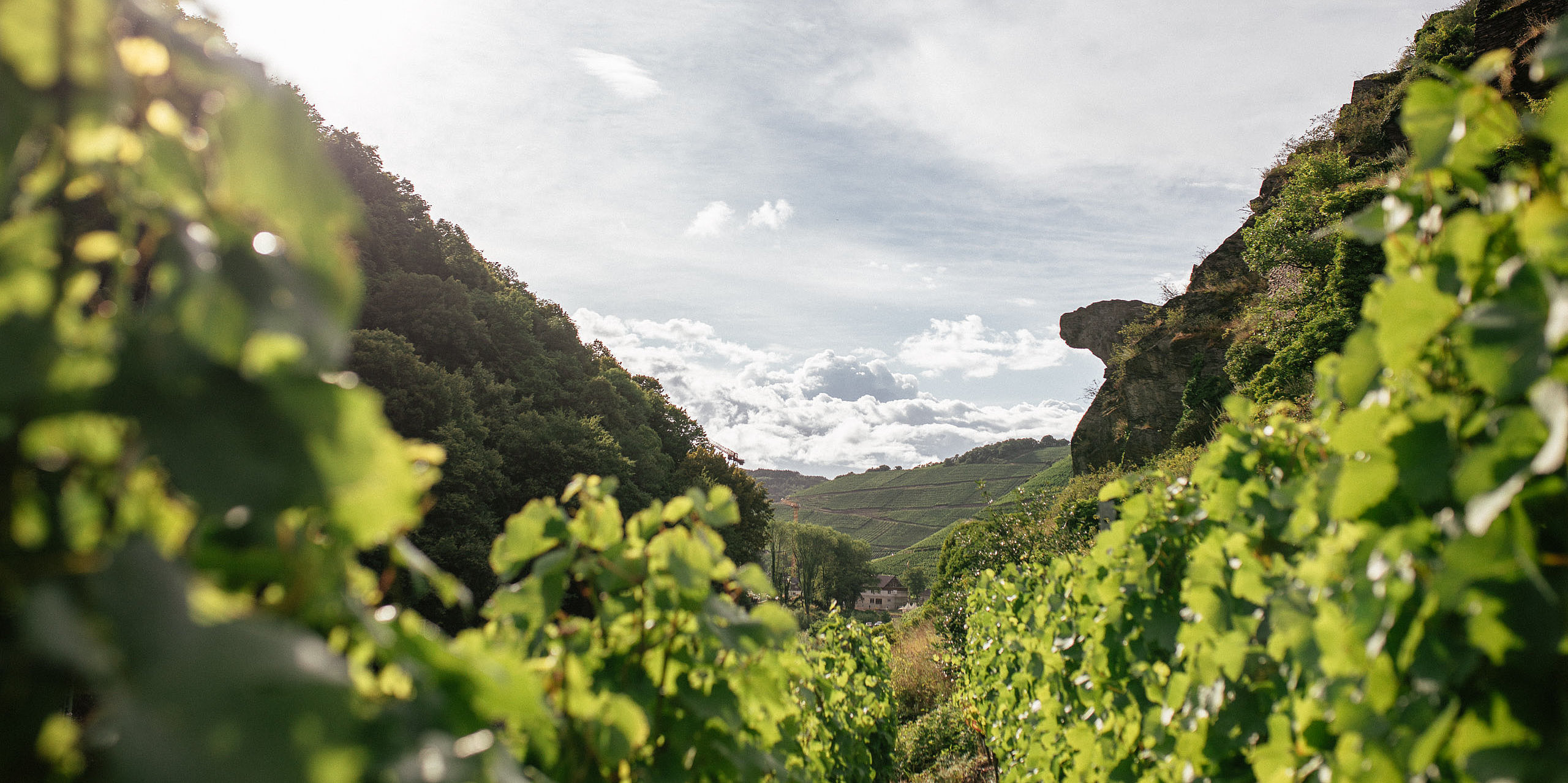Impressionen der Arbeit des Ahrwein e.V.