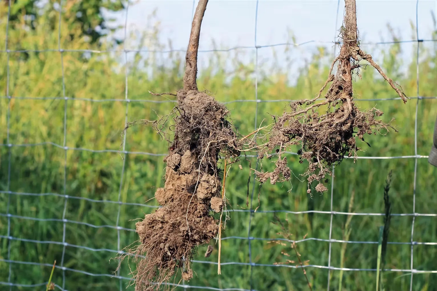 Hainbuchen-Forstsetzlinge