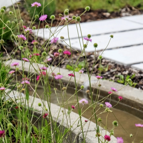 Der Weg des Wassers – Entsiegelung